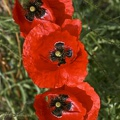 Trio en rouge et noir.jpg