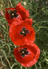 Trio en rouge et noir