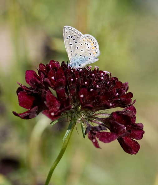 Lycène sur scabieuse pourpre.jpg