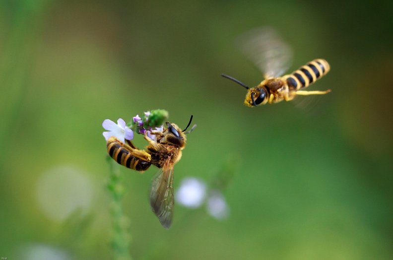 Monsieur s'en vient, enthousiaste et empressé, taquiner Madame
Mais Madame, fort occupée à gouter fleurs de verveine, l'enverra paître... Approche halictes.jpg