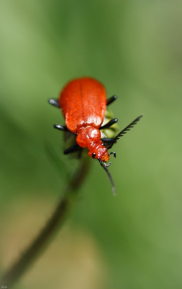 Ou cardinal à tête rouge en équilibre Pyrochroidé en équilibre.jpg