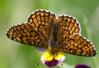 Viola tricolor et papillon