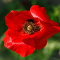 Gentil coquelicot 2010.jpg