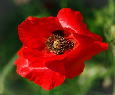 Gentil coquelicot