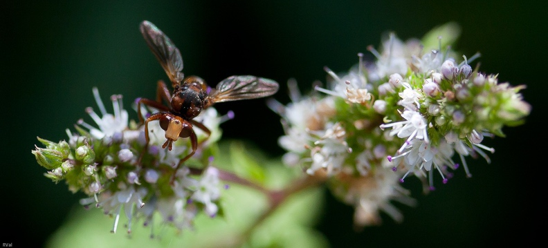 Mouche et menthe