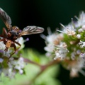 mouche et menthe.jpg