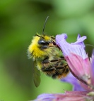 P'tite chose sur fleur de sauge