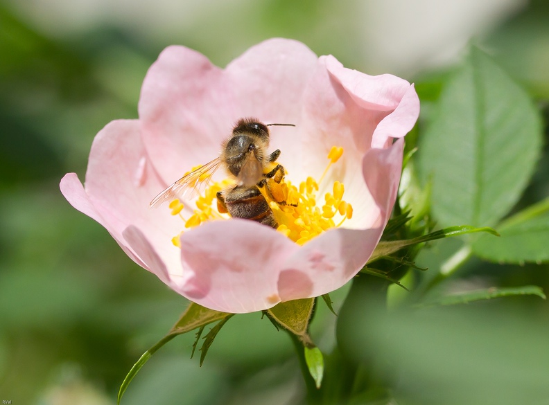Abeille domestique dans rosa canina Cocoon 2011 sRVB.jpg