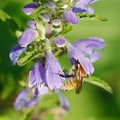 Bourdon en capuchon