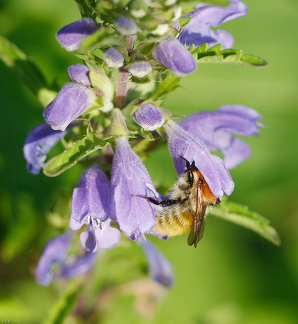 Bourdon en capuchon