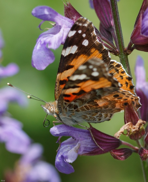 Belle dame sur sauge 2009.jpg