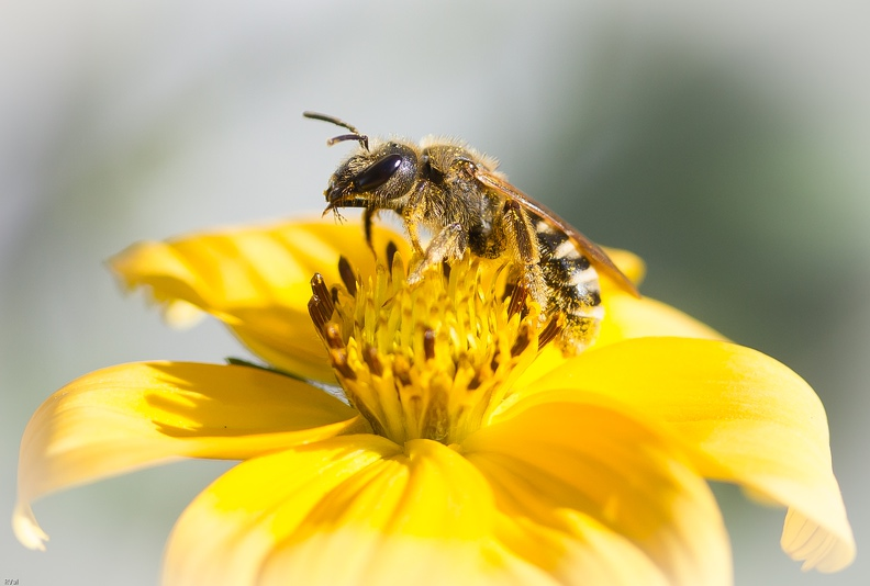 Coeur de bidens et HF.jpg