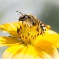 Coeur de bidens 