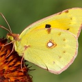 Jaune... Mais pas Citron !