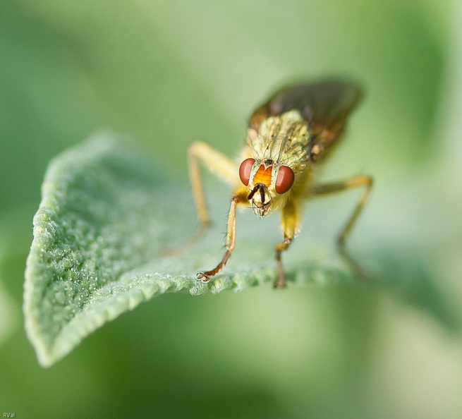 Mouche et sauge V LR4.jpg