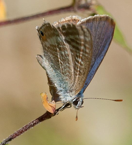Petit papillon de la famille des lycènes
(Azuré porte-queue ou lampides boeticus) Comme un oiseau sur ma branche.jpg