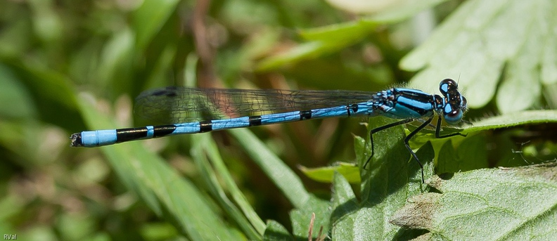 Agrion jouvencelle.jpg