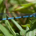 Agrion jouvencelle