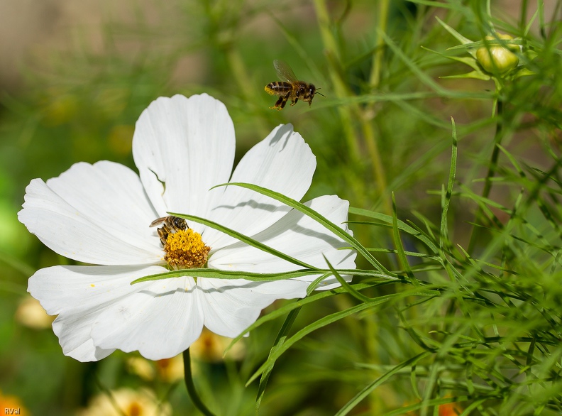 Massif de cosmos, grand halicte et abeille de la ruche (en vol) Jardin d\'automne.jpg