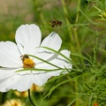 Jardin d'automne