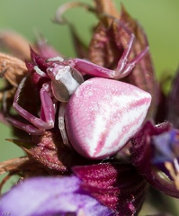 La mort en rose