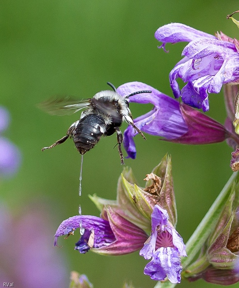 Nature et sans comolexe.jpg