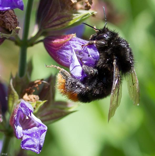 Reine de bourdon des pierres peinant à recueillir le nectar d'une fleur de sauge Un éléphant qui se balançait.jpg