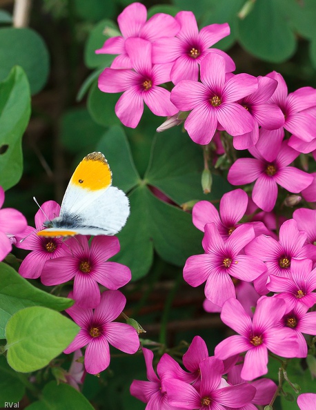 Papillon de la famille des piérides sur oxalis Ces herbes qu\'on dit mauvaises.jpg