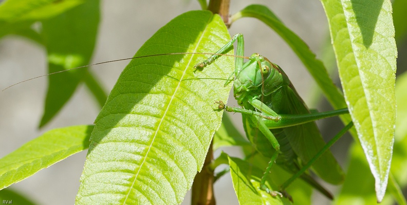 Grande sauterelle verte fuyant dans verveine odorante Grimpette.jpg