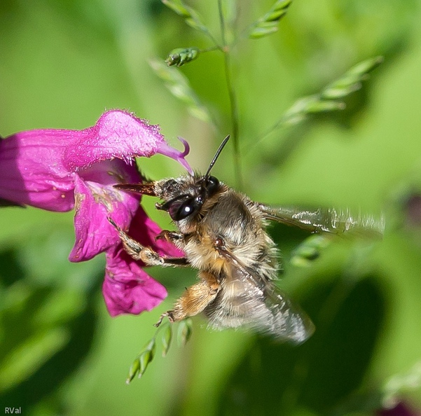 Anthophoriné en train de s'ajuster sur une fleur
(anthophora plumipes femelle) Small is beautiful.jpg