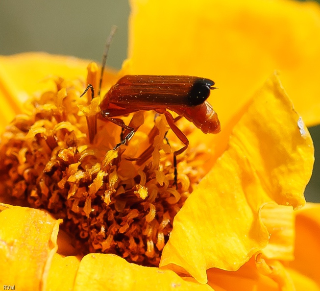 Cantharide fauve le nez dans le pollen Arc en rouge.jpg