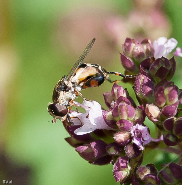 Mouche sur fleur de marjolaine
(Syritta pipiens, merci à Benoit Thomas pour son identification - voir commentaires) Pinocchio.jpg