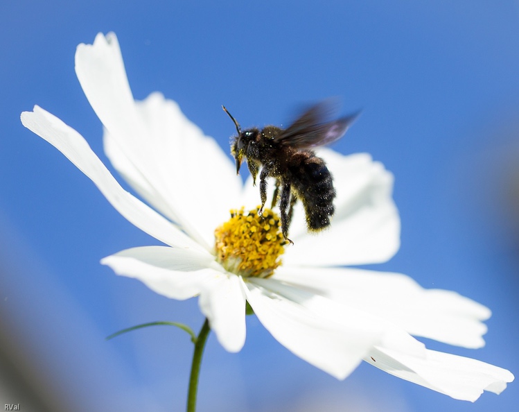 Abeille charpentière quittant cosmos Cliché à l\'arraché.jpg