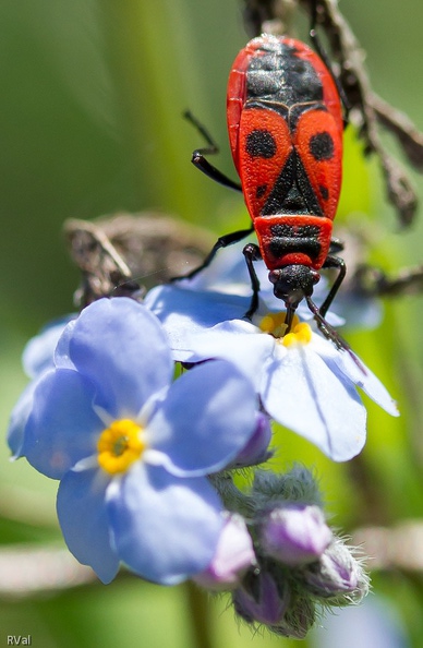 Gendarme siphonnant le nectar d'une fleur de myosotis La tactique du gendarme.jpg