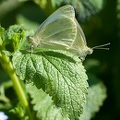 Papillon bicéphale.jpg