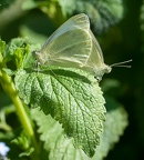 Papillon bicéphale ?