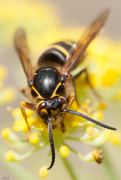 Pour contempler pareille merveille, ça vaut la peine de vaincre sa peur...
Oeil d\'acajou.jpg