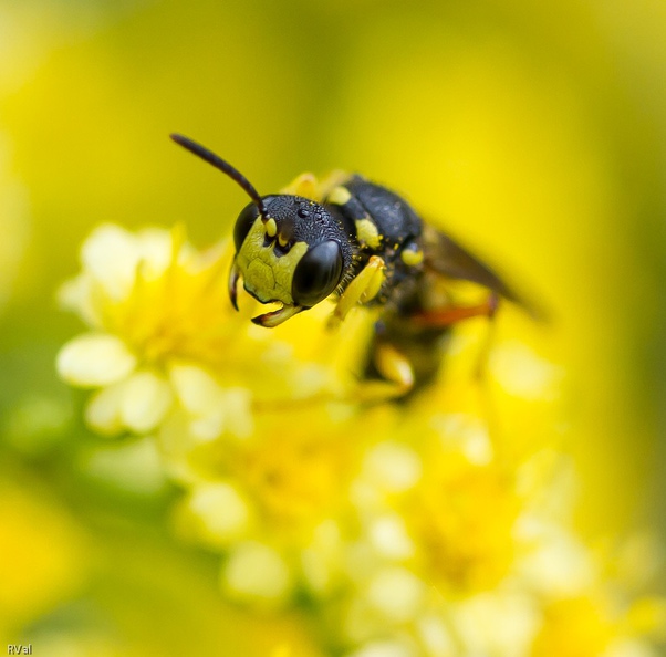 Sphécidé de genre Cerceris, à priori Cerceris rybiensis dont la larve est amatrice d'abeilles solitaires.
(En première analyse j'avais opté pour philanthe apivore mais pour avoir revu la série afférente à cette photo,le genre Cerceris me semble plus adapté) Sus aux abeilles.jpg