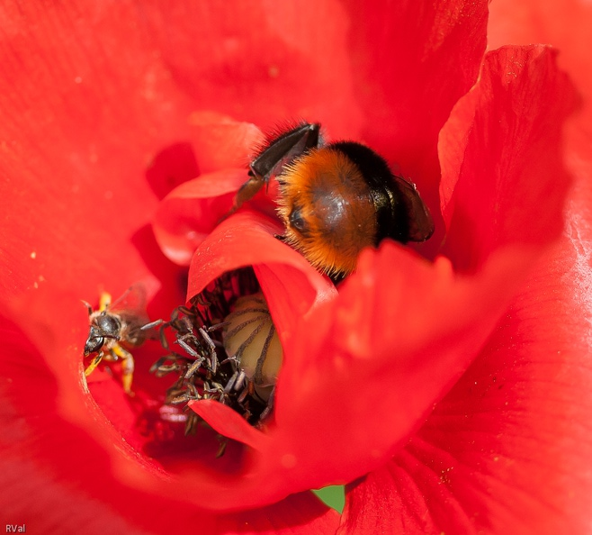 Coeur de coquelicot.jpg