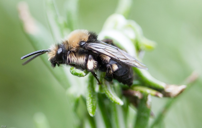 Ou quand par un début de printemps frileux le soleil se cache, notre petite bête gelée se retrouve provisoirement immobilisée
(abeille solitaire de type andrène) Freeze.jpg