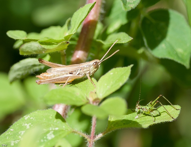 Criquet à gauche et bébé sauterelle à droite perchés sur des feuilles de marjolaine Les voraces.jpg