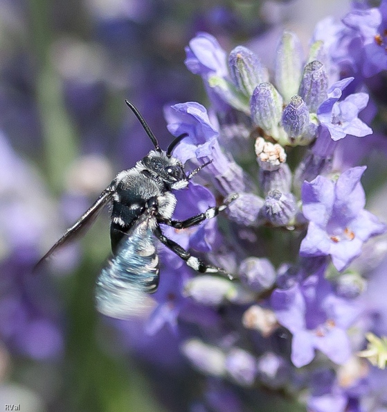 Melecta dans lavande, une abeille-coucou qui laisse à d'autres le soin de loger et nourrir sa descendance. Dans les bleus.jpg