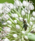 Fleurs de poireau 