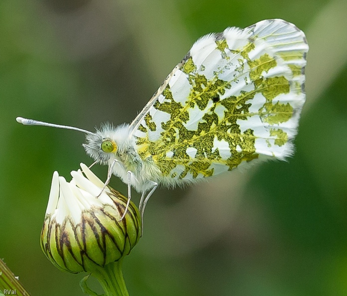 L'aurore annonce les beaux jours, petit papillon émergeant de sa chrysalide au début du printemps... Aurore.jpg
