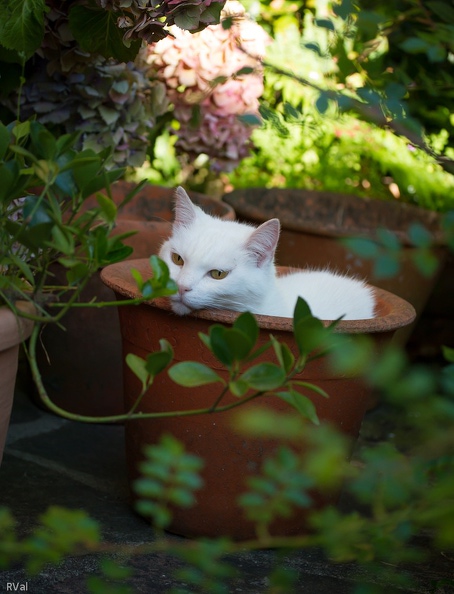 Dans les roses... Les filles
Dans les choux... Les garçons
Dans les vieux pots... Les chats ! Dans les vieux pots.jpg