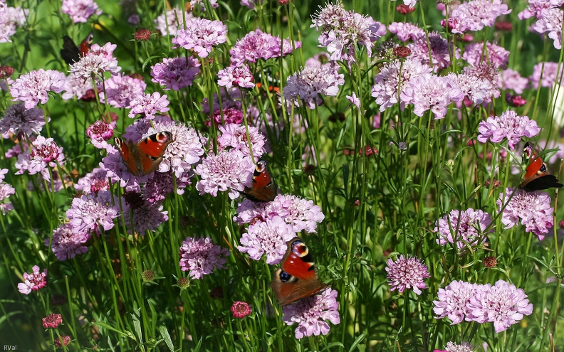 Un jour quelqu'un m’a dit : « C’est joli ces fleurs-là mais ce serait bien mieux sans insecte dessus »
Ah ben oui mon ami mais alors il faudrait planter de ces coquettes « dans le vent » que s’arrache le chaland, stériles et sans attrait autre que pour l’œil humain
Mais voilà je préfère plantes faciles à vivre, généreuses à souhait et au joli jardin carré et paisible, une cité grouillante aux mille tribus…
(Scabieuses, paons du jour et caché derrière un vulcain) Abondance.jpg