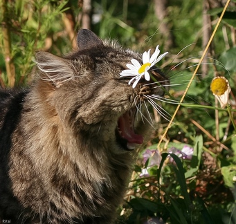 Le cri de la marguerite