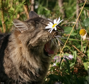 Le cri de la marguerite