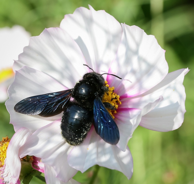 …Charpentière de son état, solitaire de surcroit répondant au doux nom de xylocope.
Sa taille impressionnante et le bruit de son vol effraient sans raison, il n’y a pas plus pacifique que cette grosse bestiole.
Une fois n’est pas coutume seule madame est armée, point d’aiguillon pour monsieur et toc !
(Abeille charpentière femelle sur grand cosmos) Ceci est une abeille.jpg