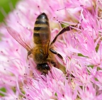 Sedum et abeille domestique